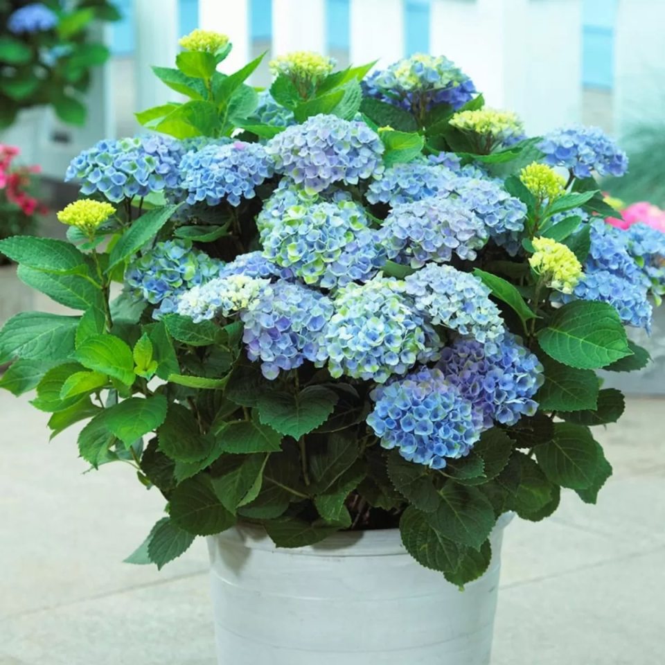 Powder blue hydrangea in a white pot.