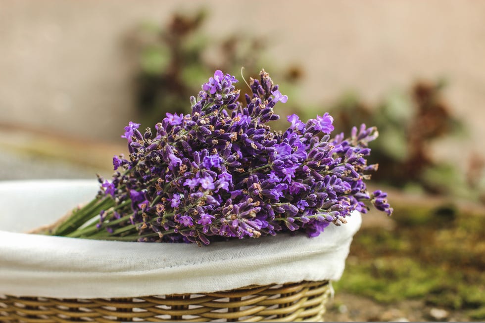 Lavender bouquet in a wicker basket with white cotton liner on blurry background lavender bouquet in a wicker basket with white cotton liner on blurry background