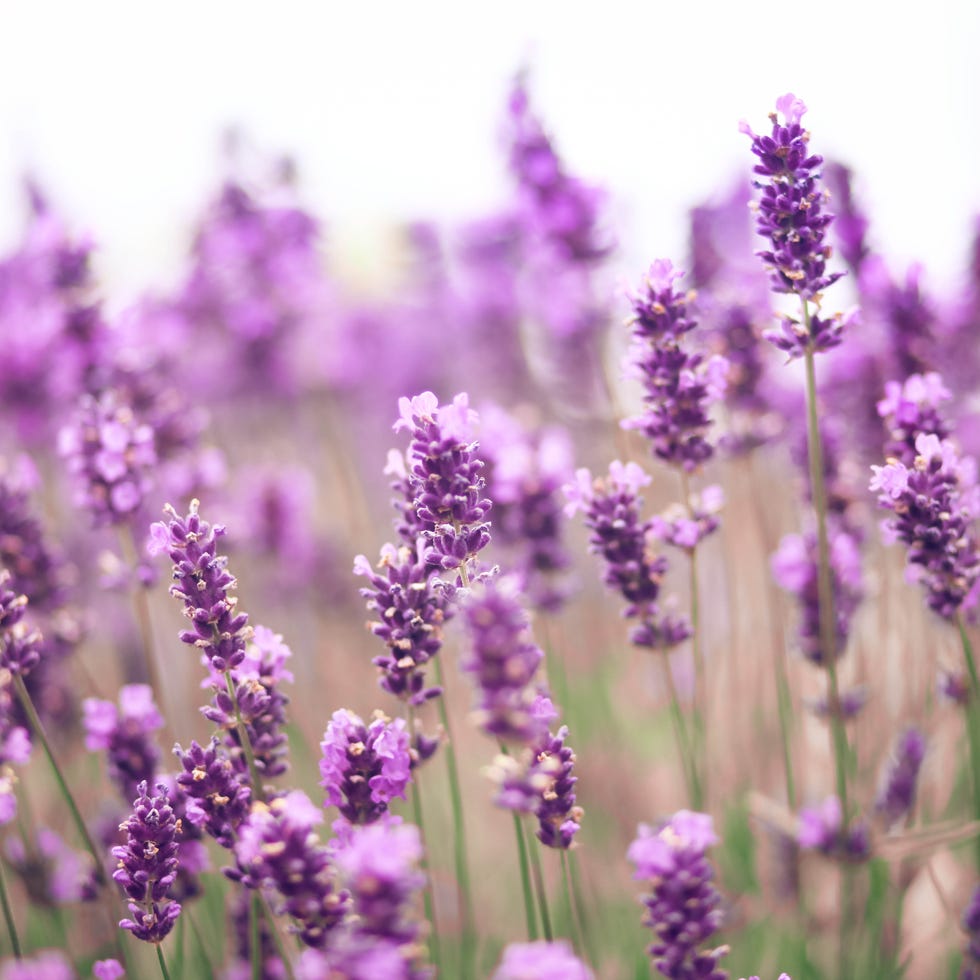 lavender field