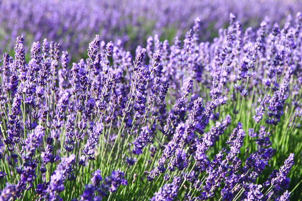 herb meanings lavender herb meanings lavender