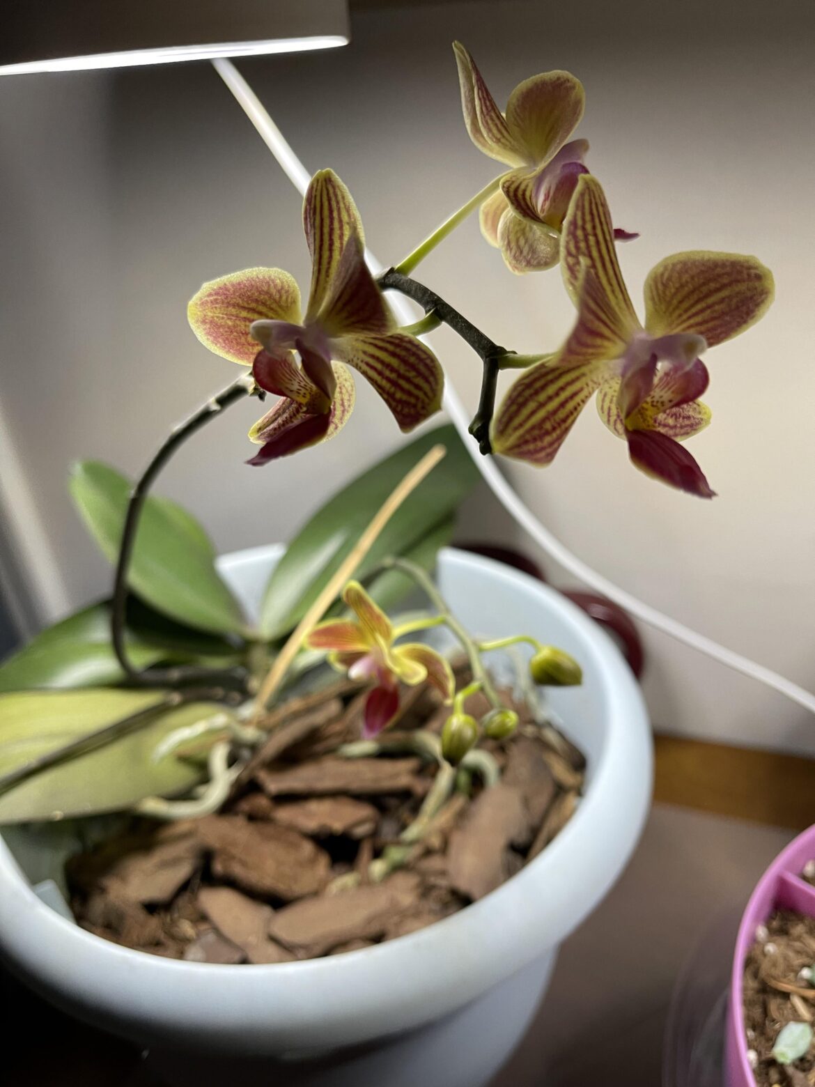 My late grandmothers orchid