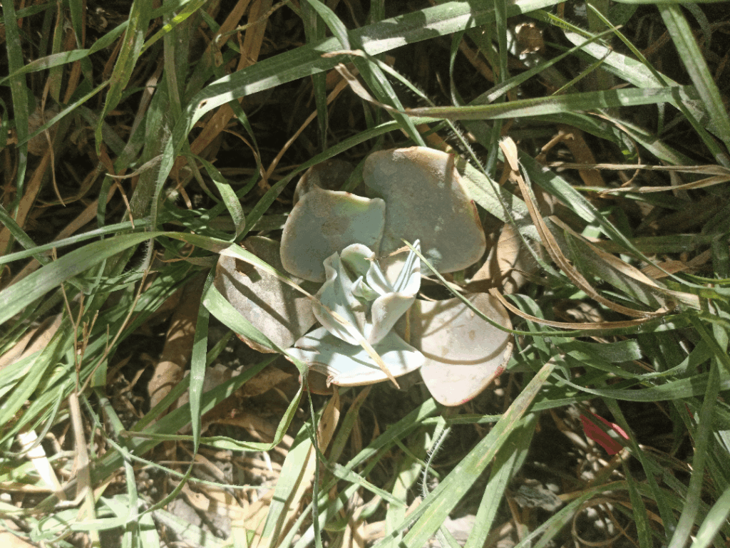 E. Gibbiflora...