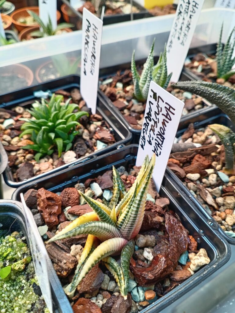 Some new Haworthias.