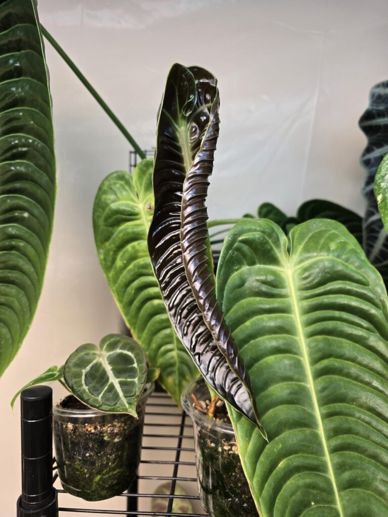 Oh he's gonna be BIG