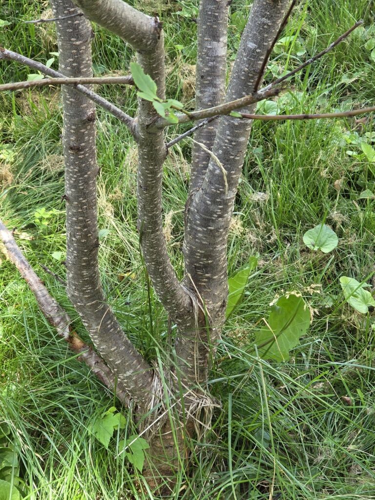 Peach tree zone 5