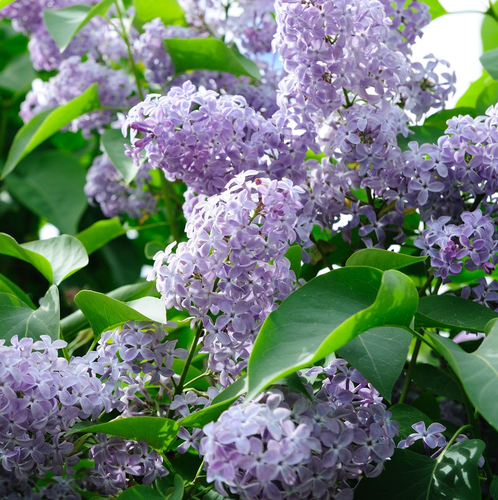 lilac syringa