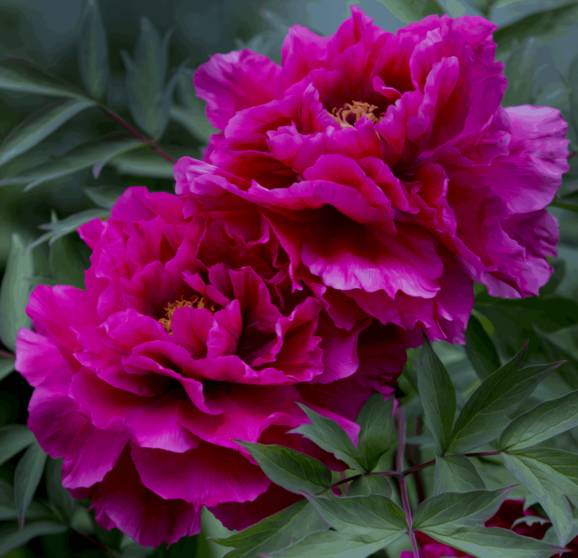 🩷Twin pink peonies🩷[OC]