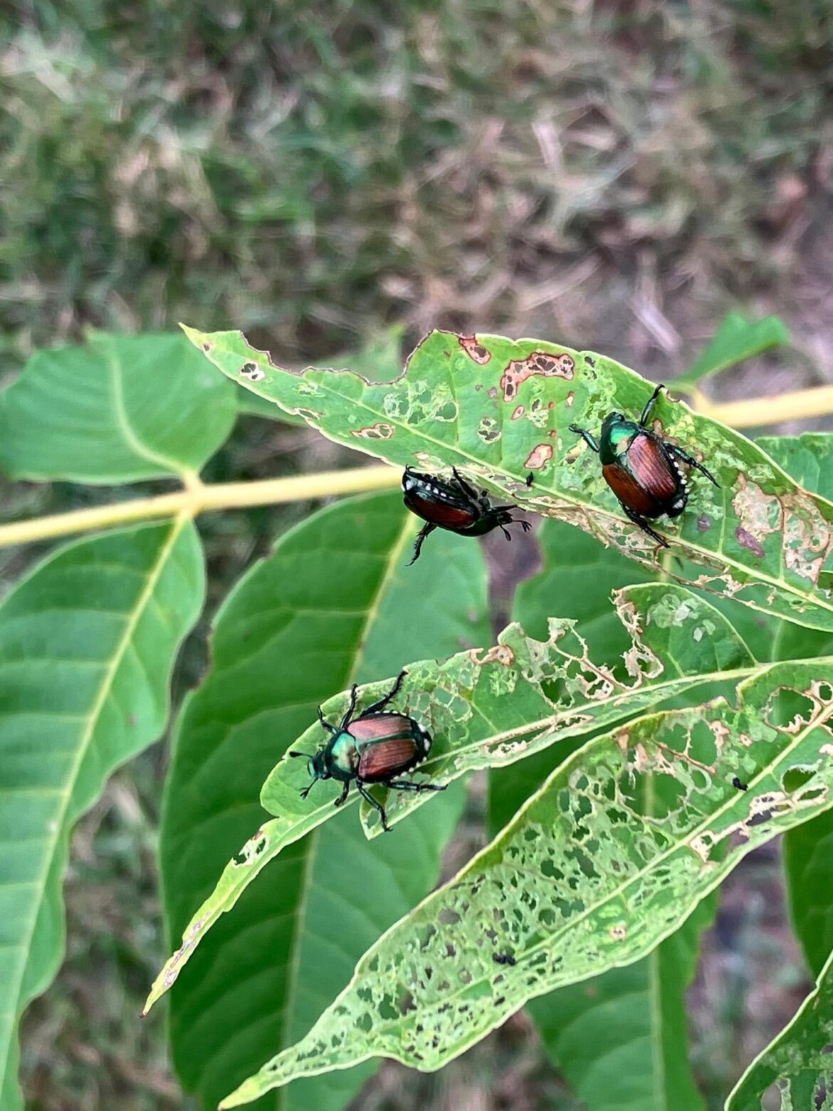 Please identify this insect. Shall I be worried?