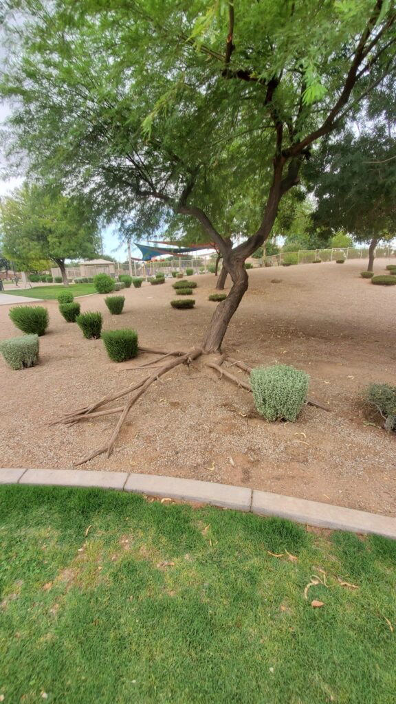 How's this for root flair?