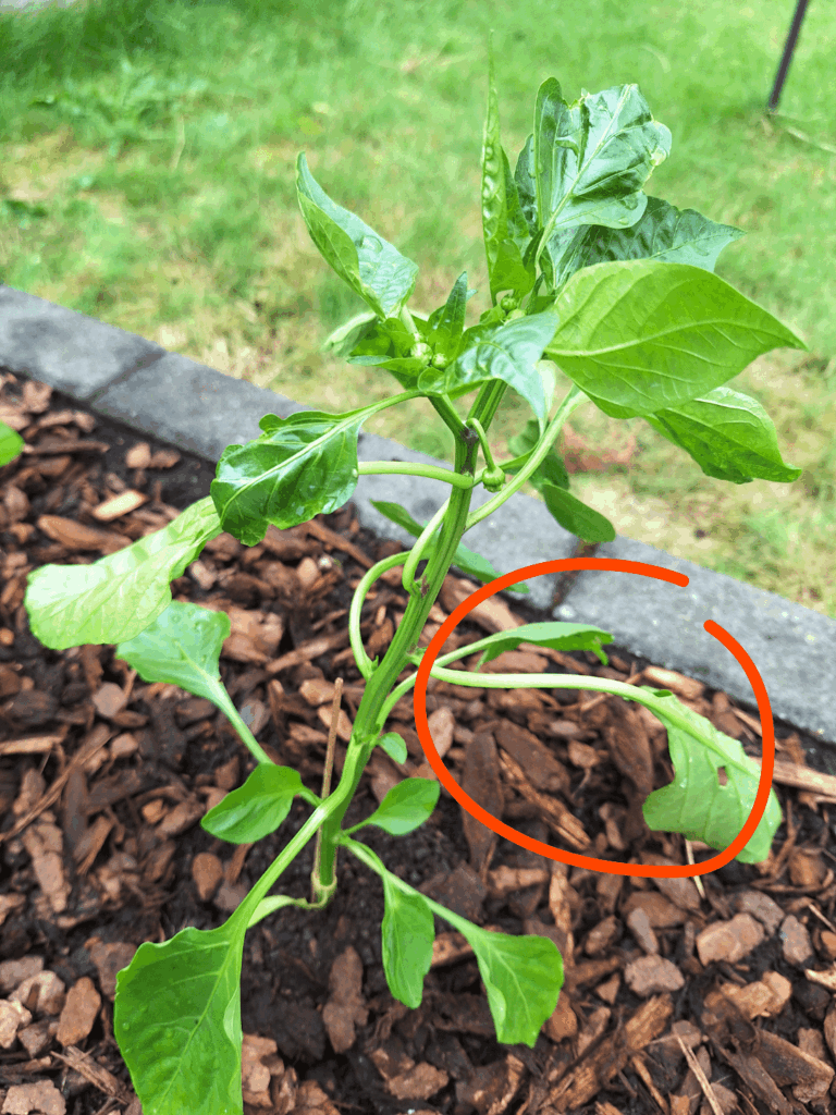 Paprika leaves keep turning upside down.