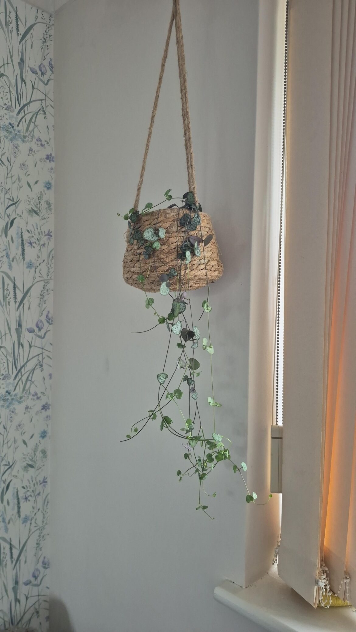 How do you water your strings without ended up in a tangled mess every time?