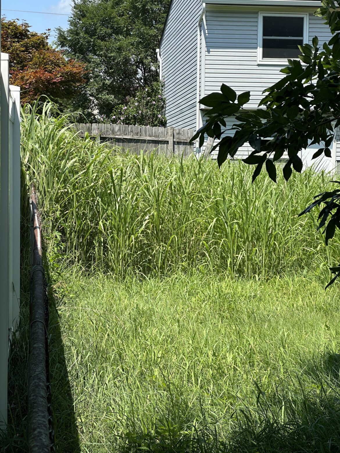 What is this 5ft weed in my neighbors yard?