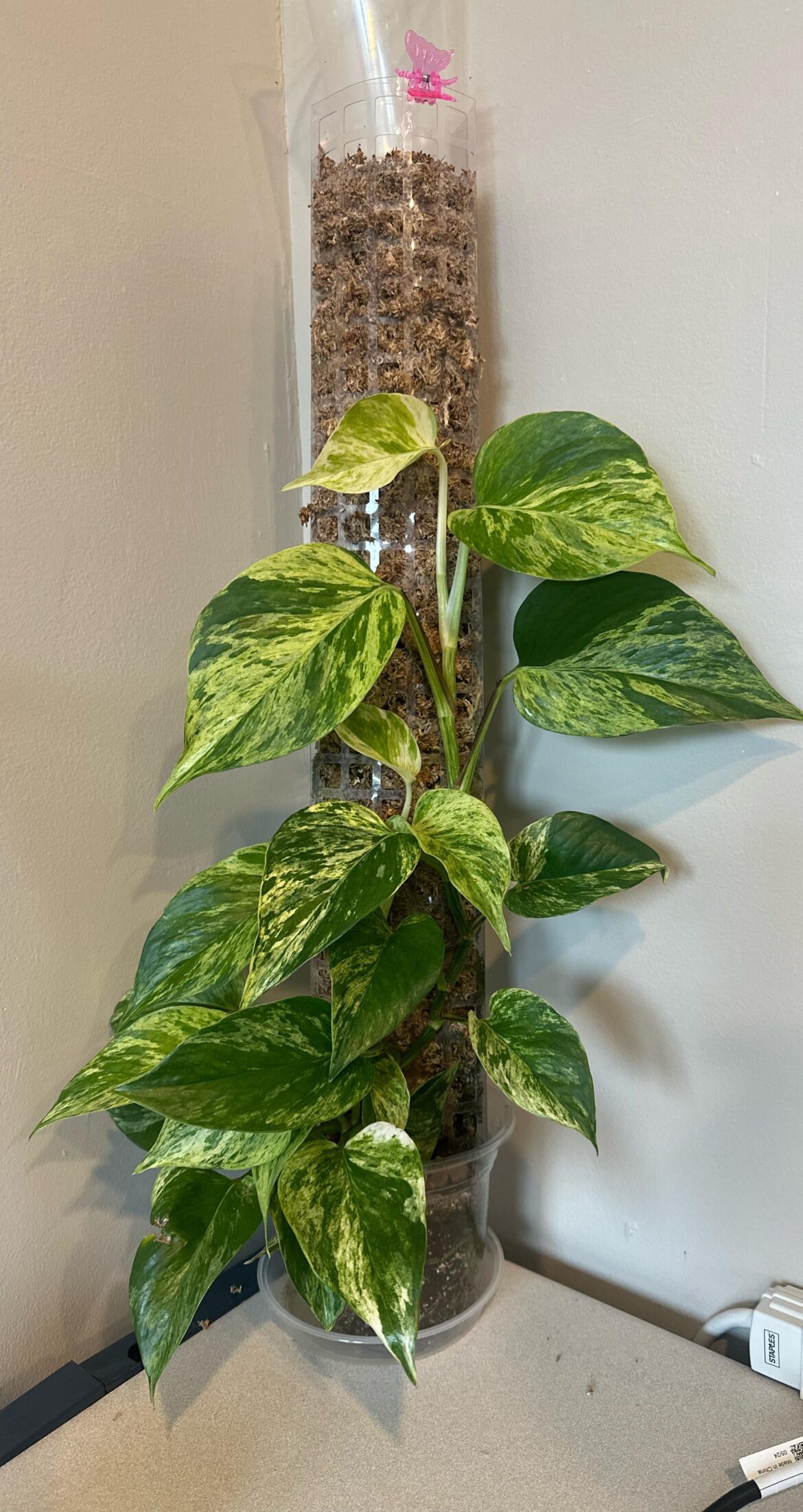 Just sharing my office pothos