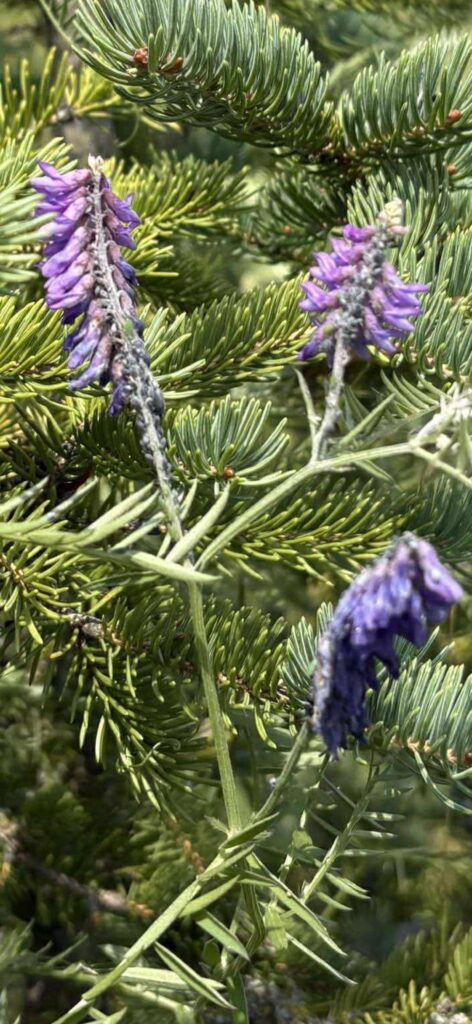 what is this on these pine trees?