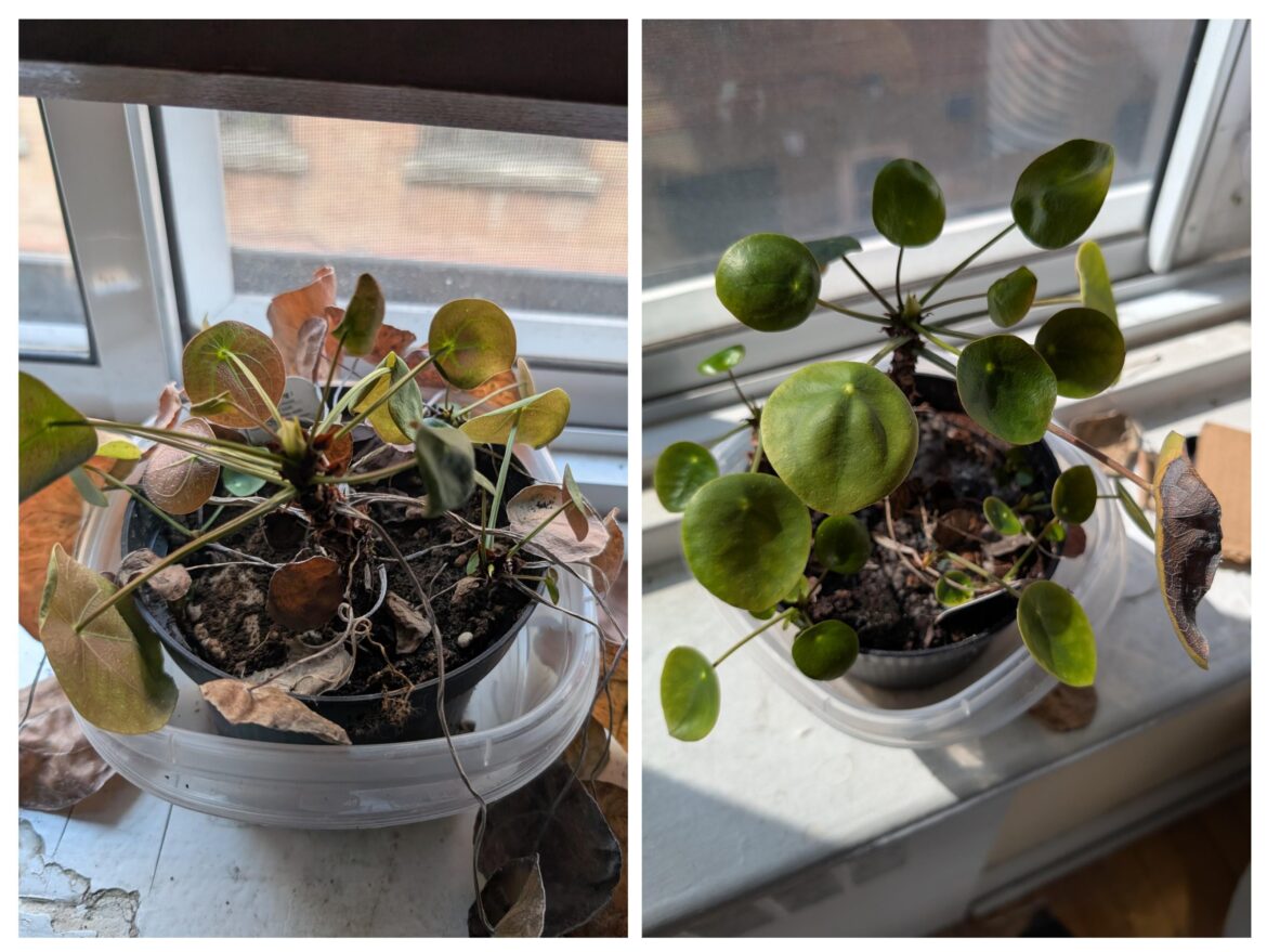 I peed on my house plant and it came back from the dead