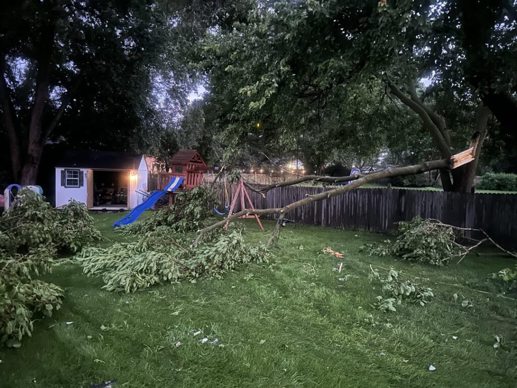 Where to cut this branch to avoid hitting the fence?
