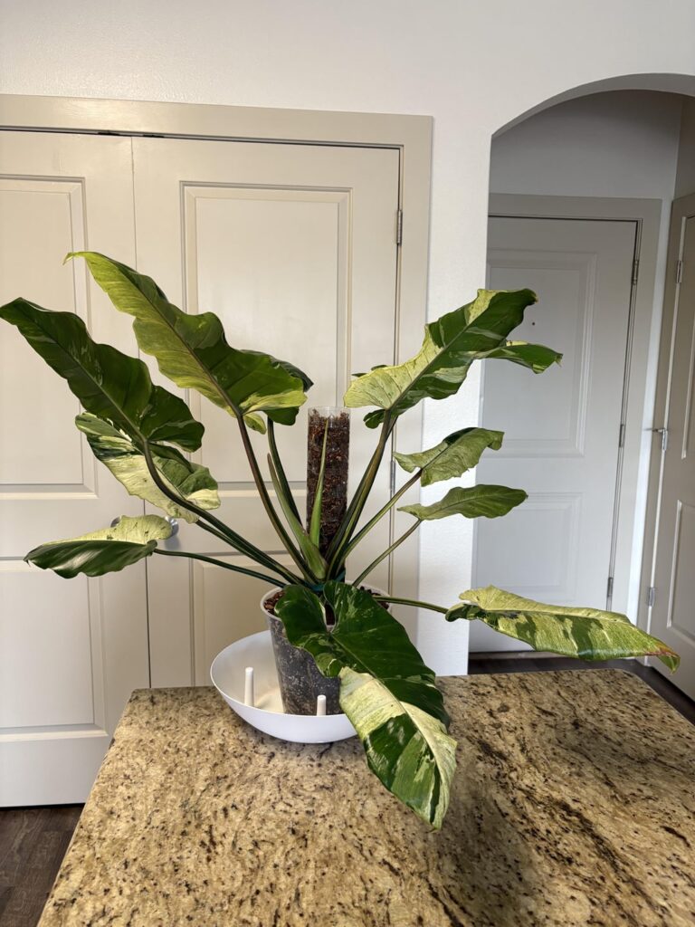 Philodendron snowdrift update Philodendron snowdrift update