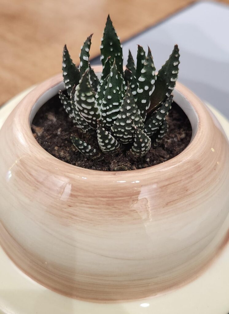 Am I taking care of my zebra hawthornia correctly? Am I taking care of my zebra hawthornia correctly?