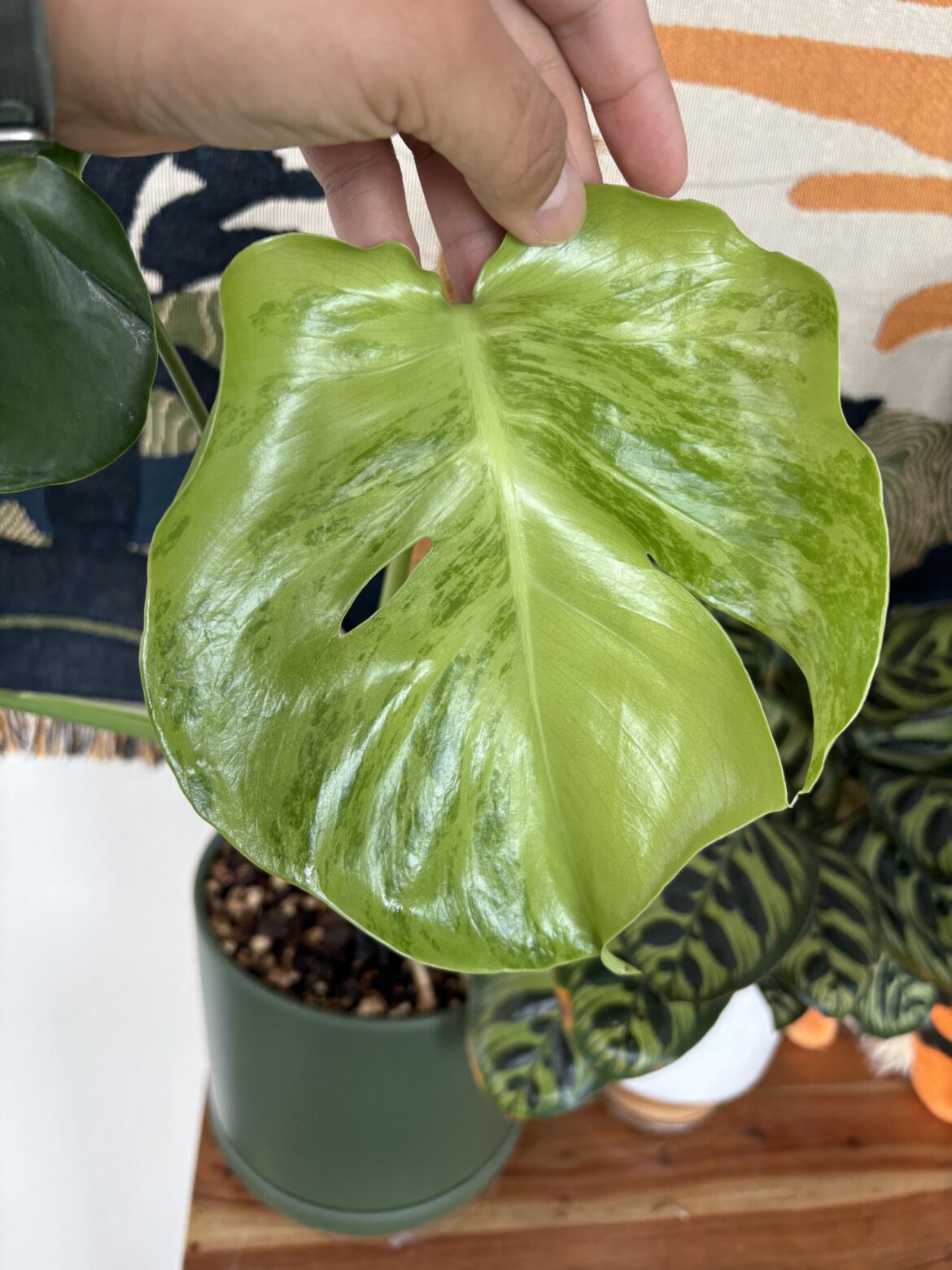 The latest leaf on my GoG Monstera from Trader Joe’s