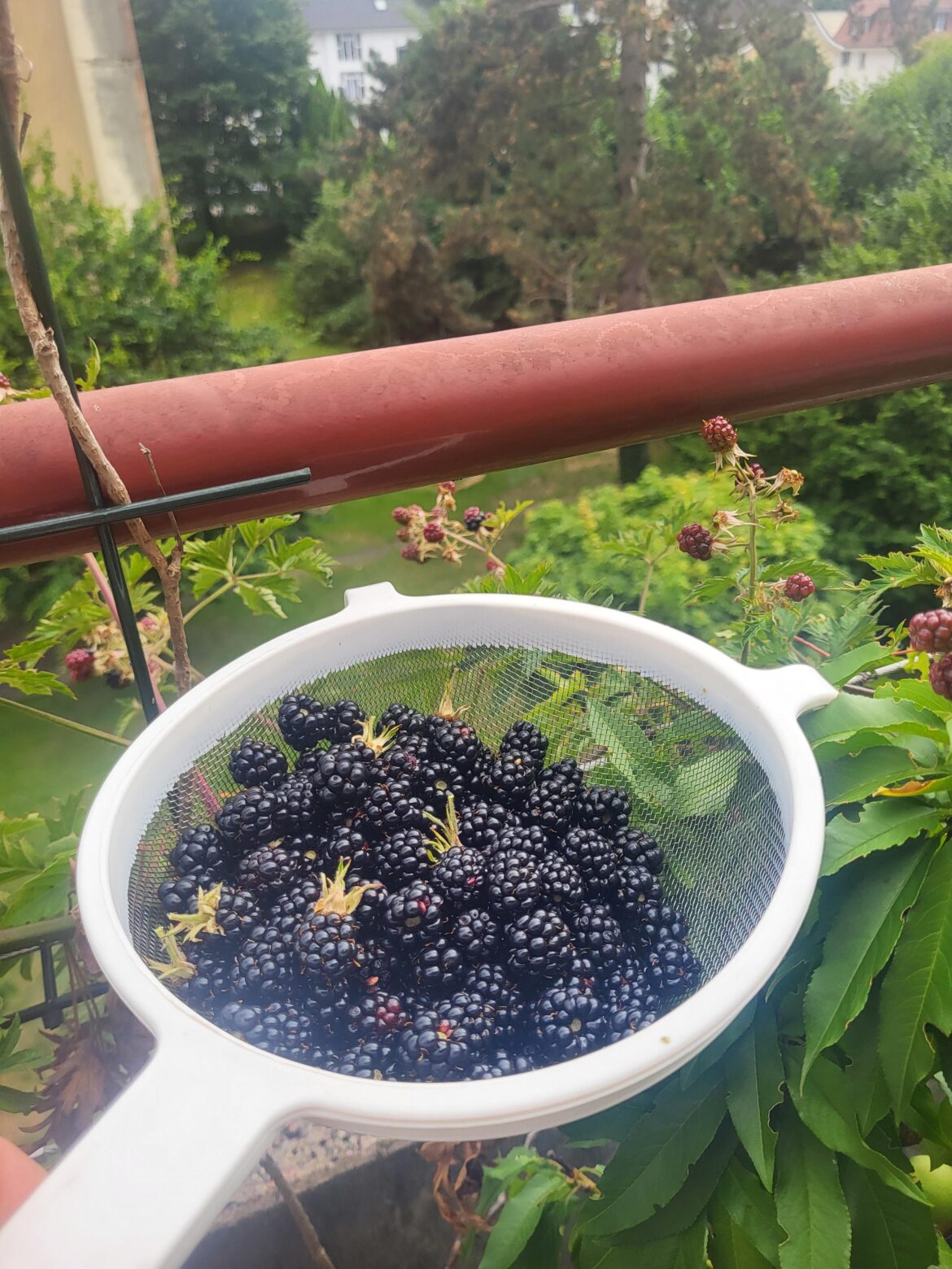 My first ever harvest of blackberries