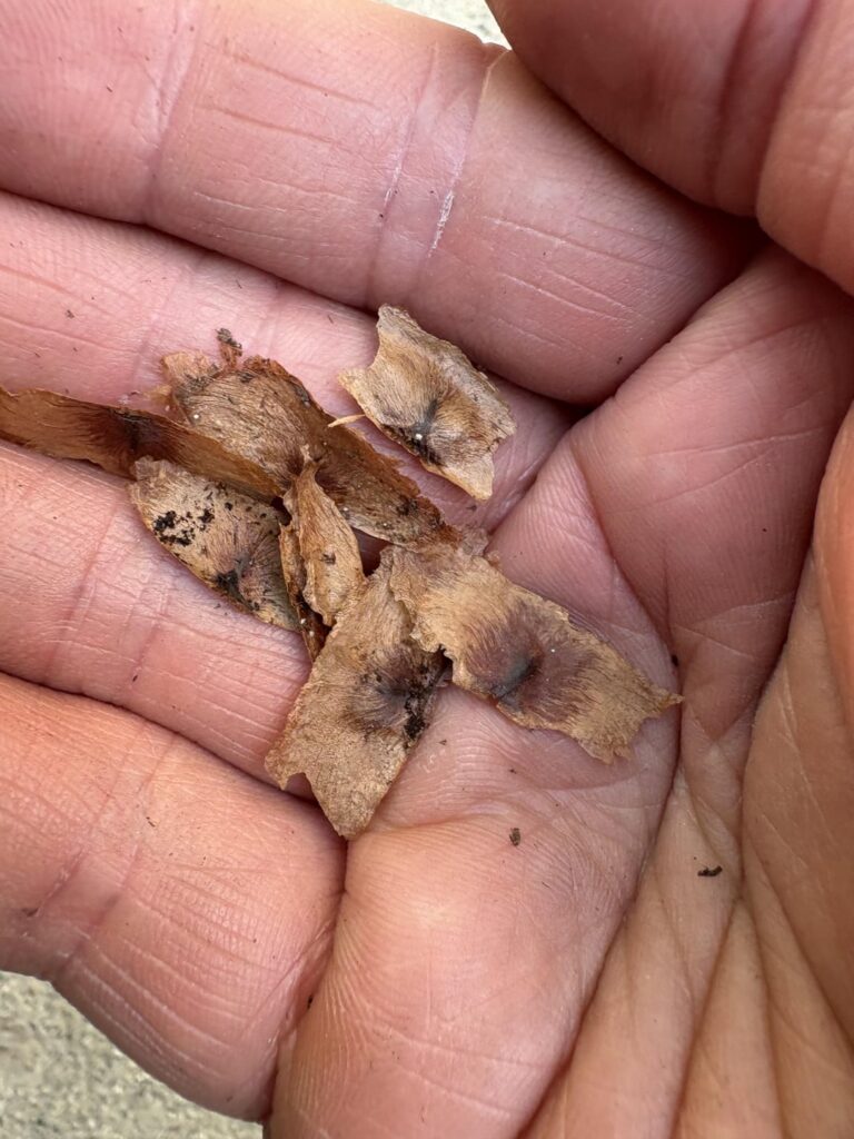 Help! CrossVine seeds won’t germinate Help! CrossVine seeds won’t germinate