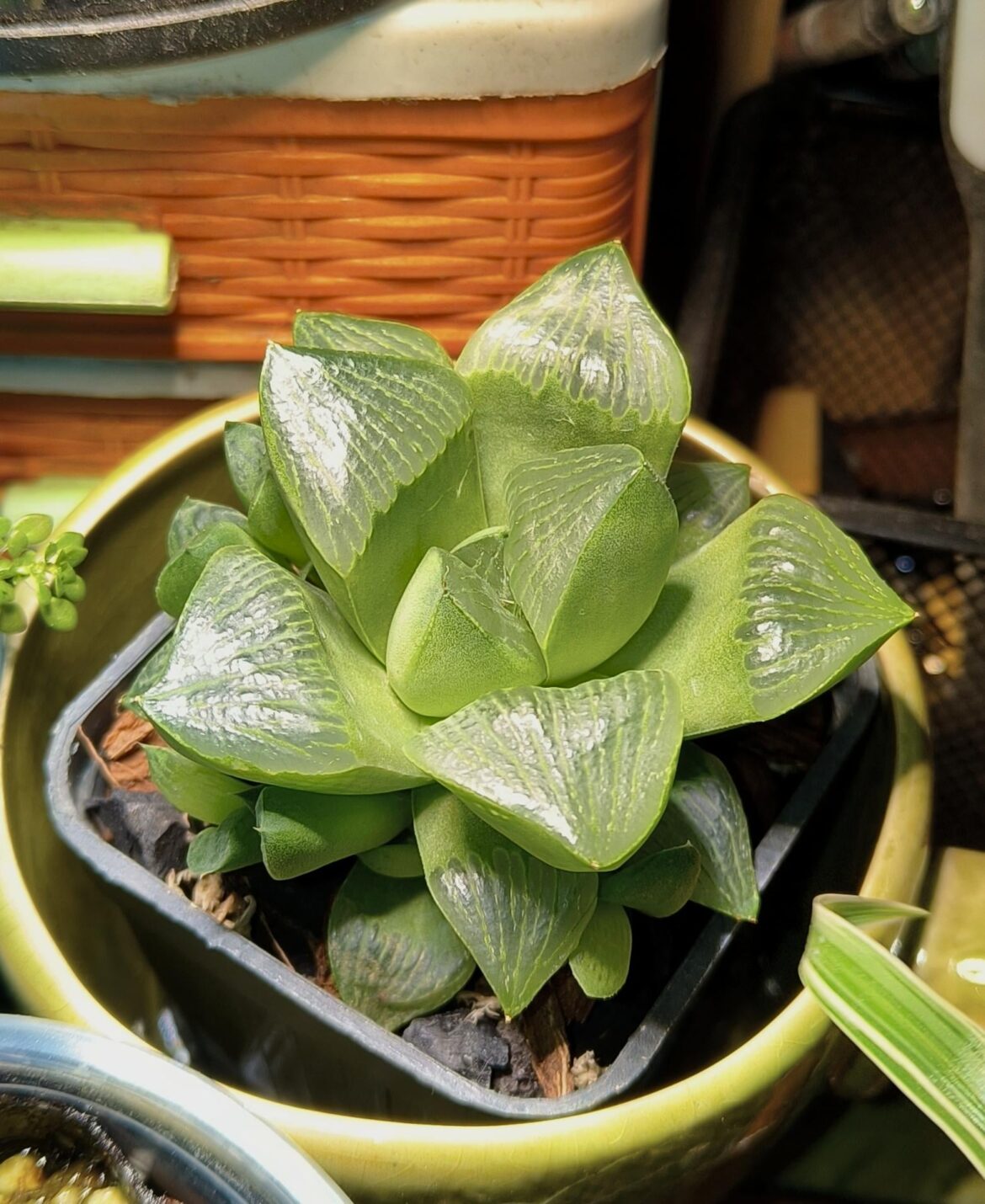 First haworthia help🥲 First haworthia help🥲