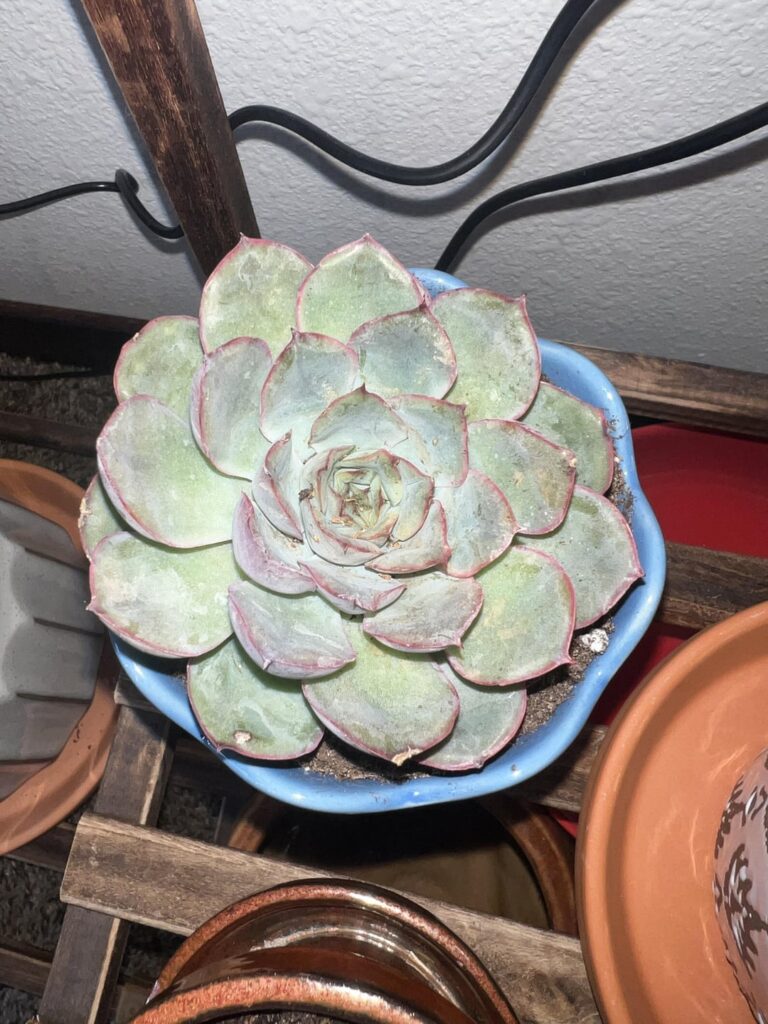 What is the ID? What is the ID?