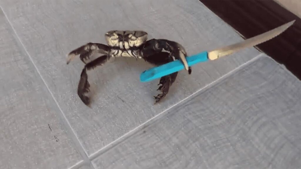 What type of crab is this?