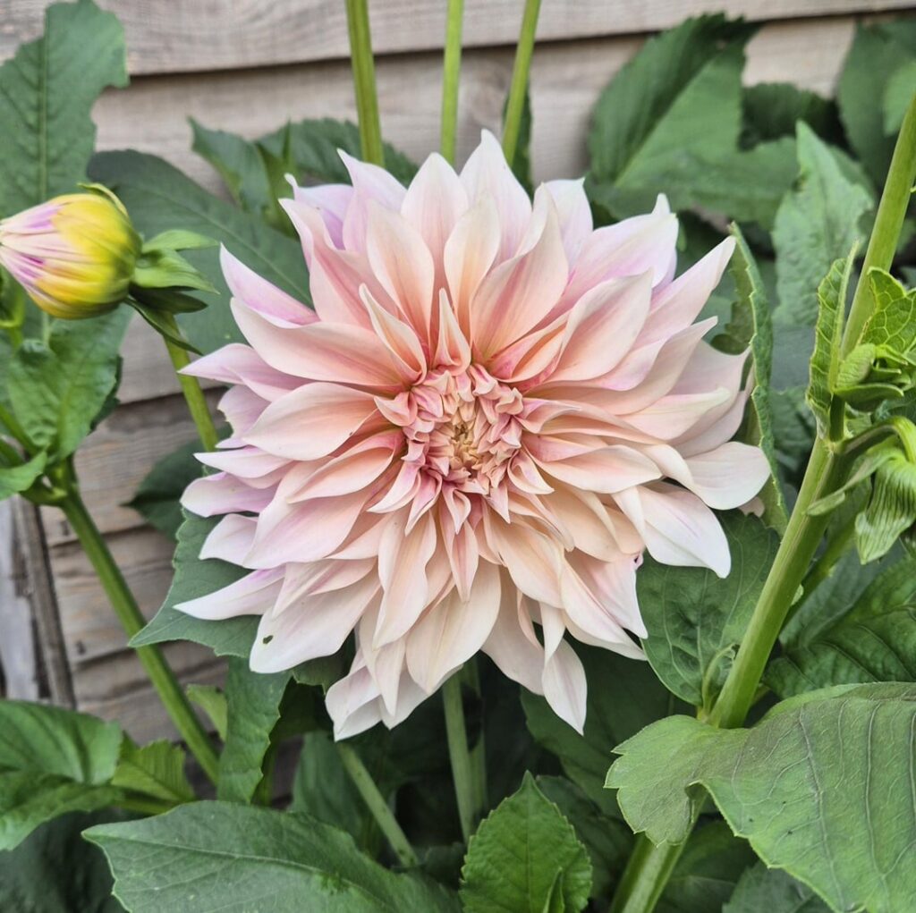 Morning. Grew another dahlia from bare root and wanted to show this one too. Have a good weekend Morning. Grew another dahlia from bare root and wanted to show this one too. Have a good weekend