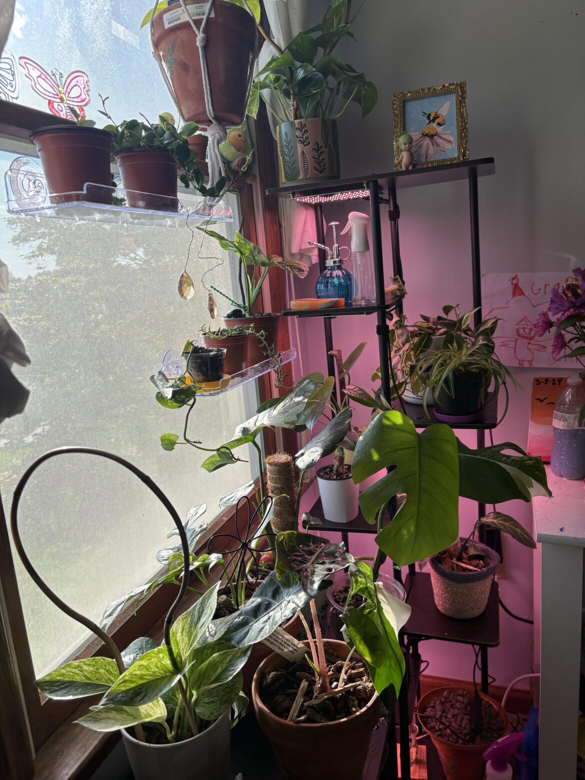 what is your most controversial plant opinion? i’ll go first 🌱