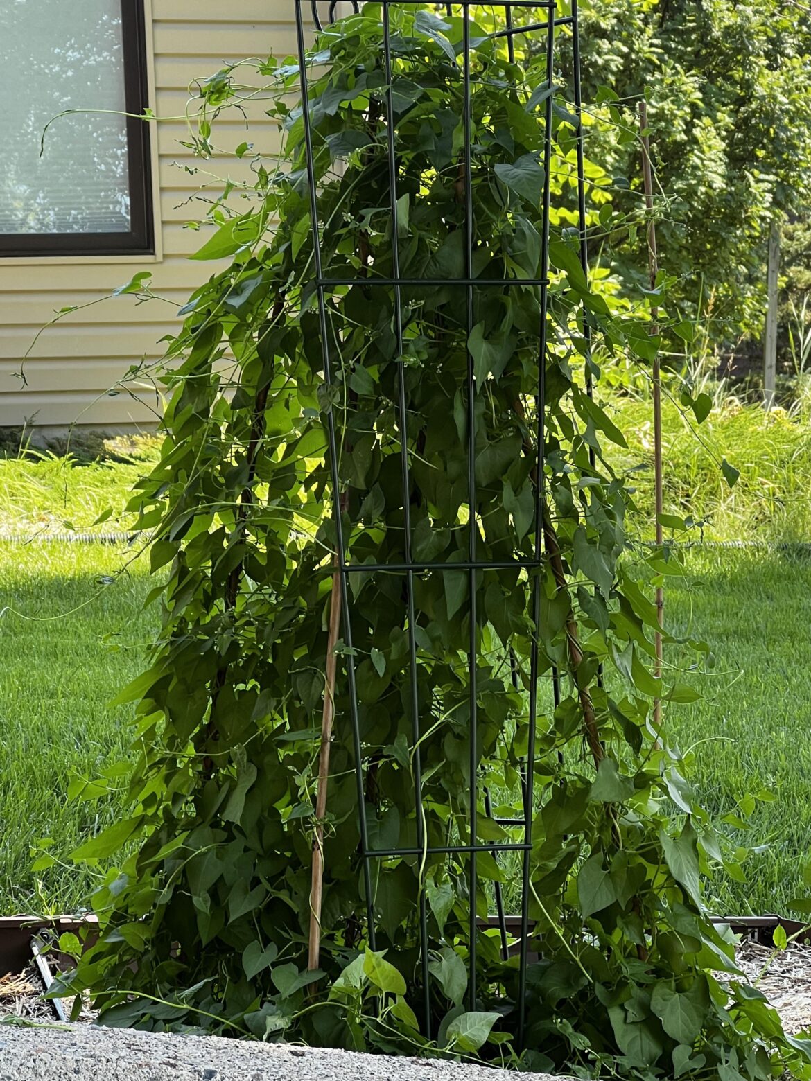 We thought these were the peppers we planted, we took it out today after checking that it might be ivy