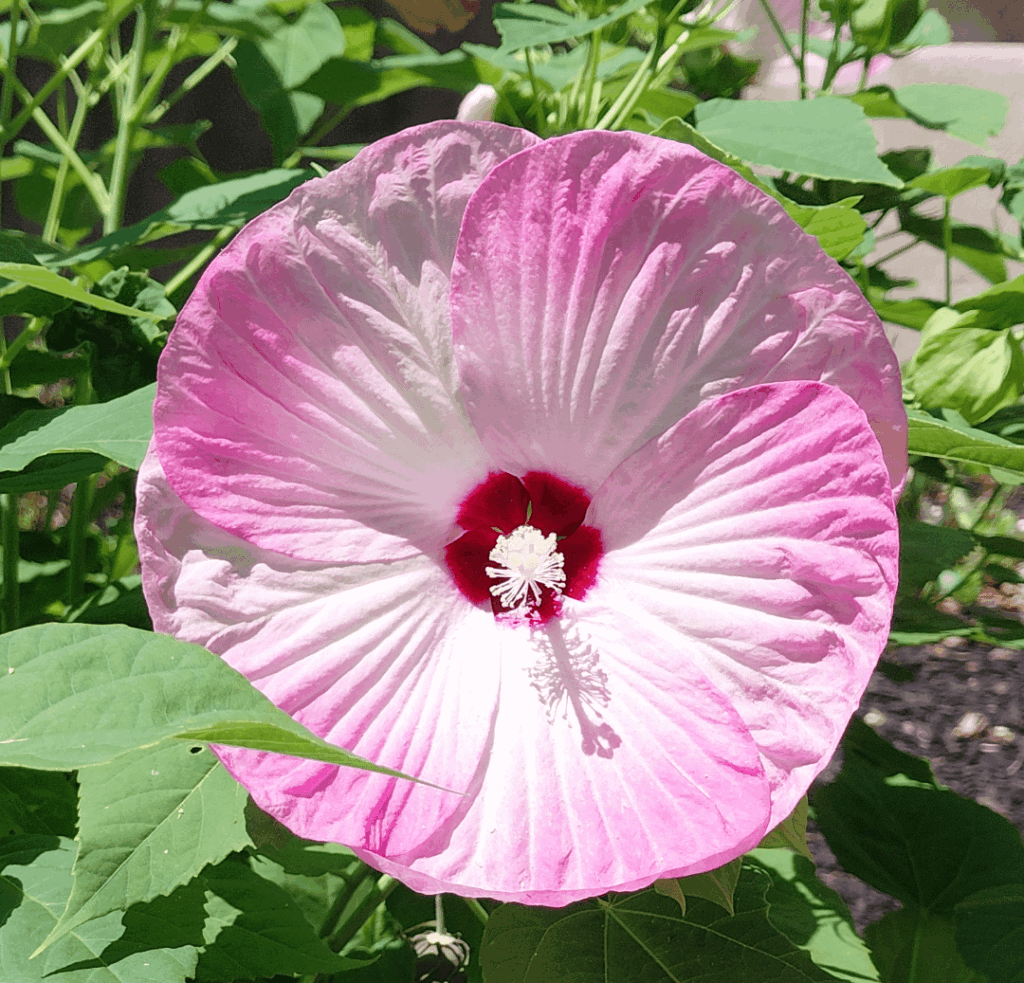 Beautiful Hibiscus flower i found on my walk