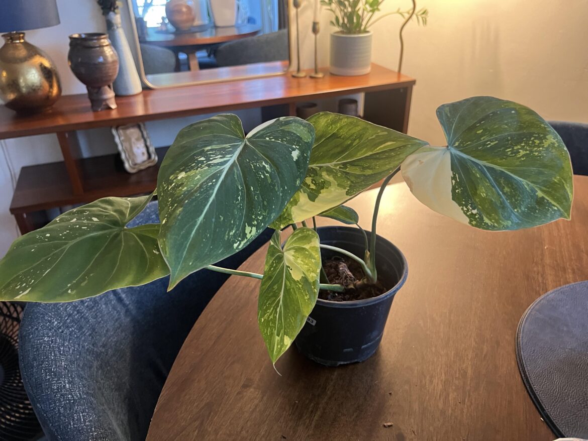 So so happy to have this!
