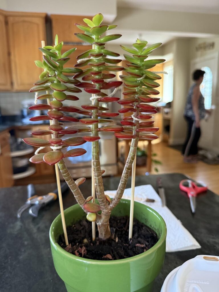 Helped my boyfriend’s mom with her droopy succulent! ♥️