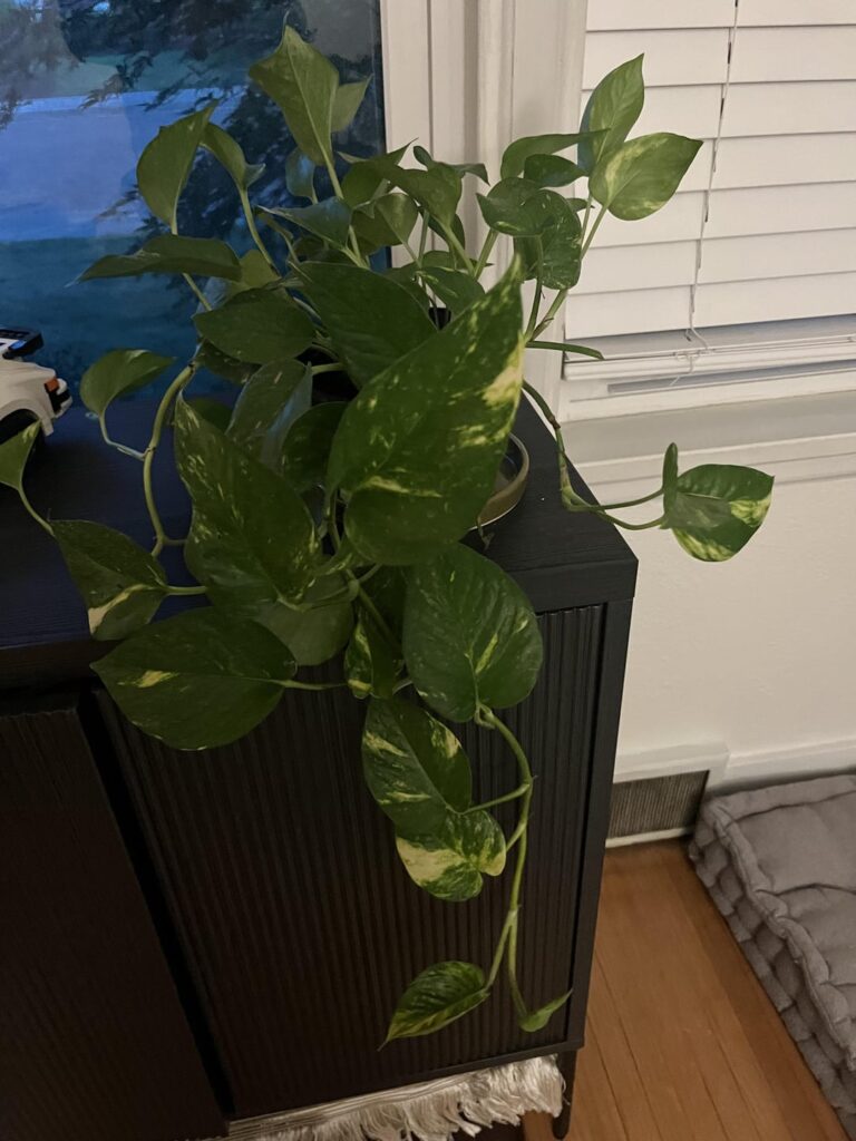 is this moss pole ready? no is this moss pole ready? no