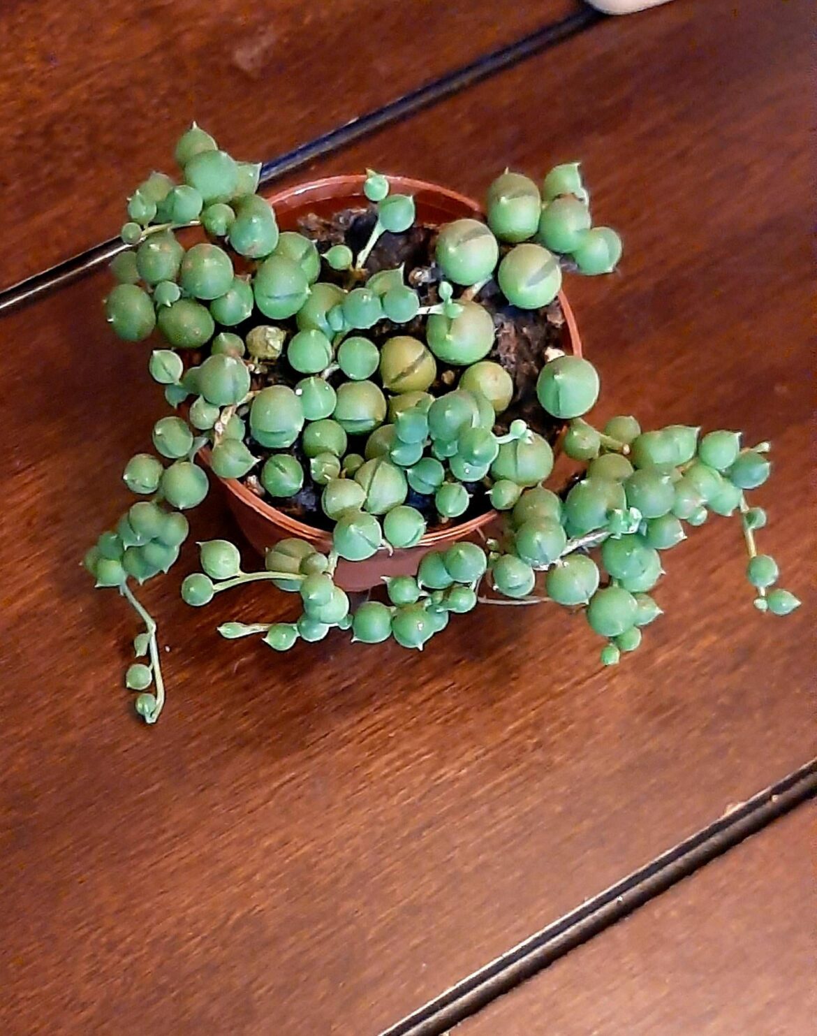 Got my first string!