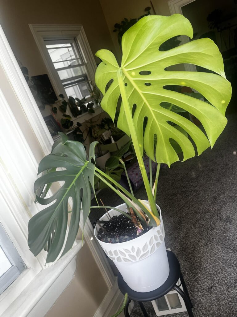 my monstera put out a hugeee new leaf, so gorg!!