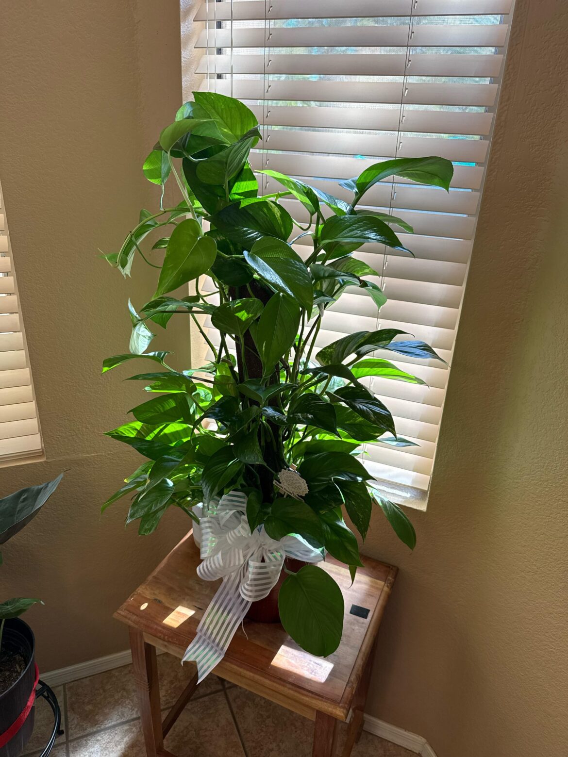 Got this as a housewarming gift, scared I’m going to screw it up somehow!