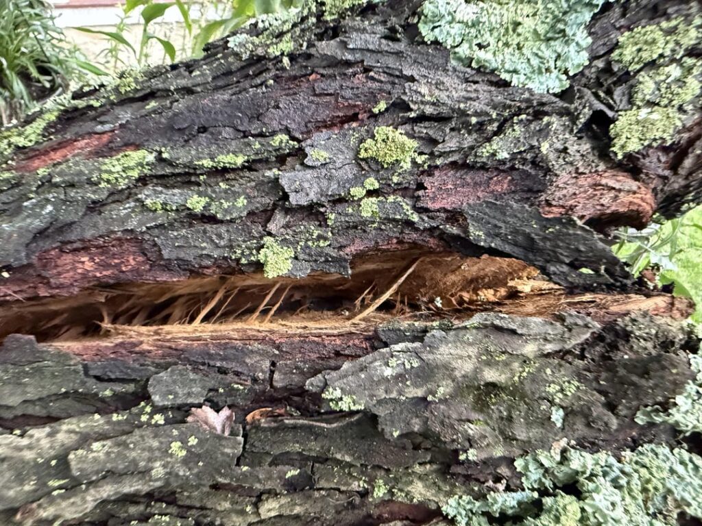 Can I save this tree?