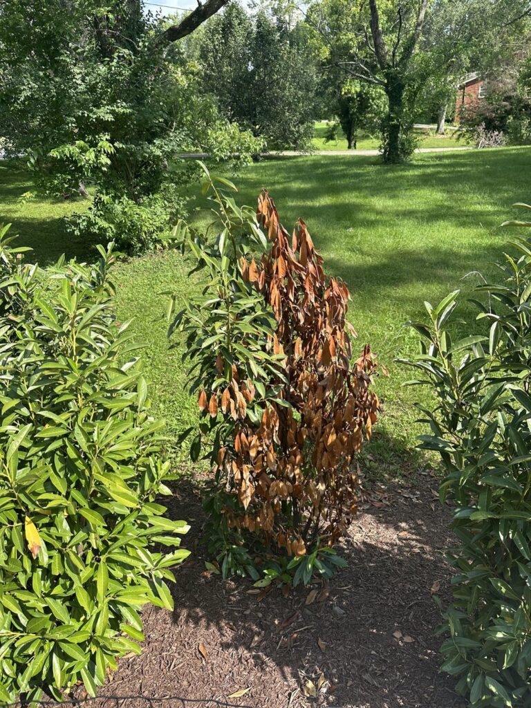 Are these laurels dying?