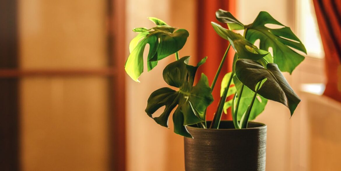 38 Low-Light Houseplants That Won’t Easily Die in 2025 38 Low-Light Houseplants That Won't Easily Die in 2025