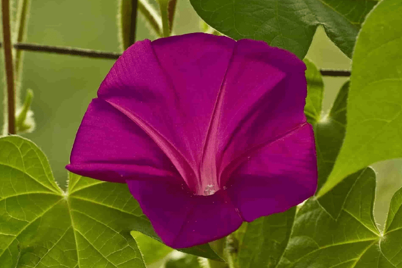 a vibrant purple flower surrounded by green leaves identified with a gold medal winner insignia