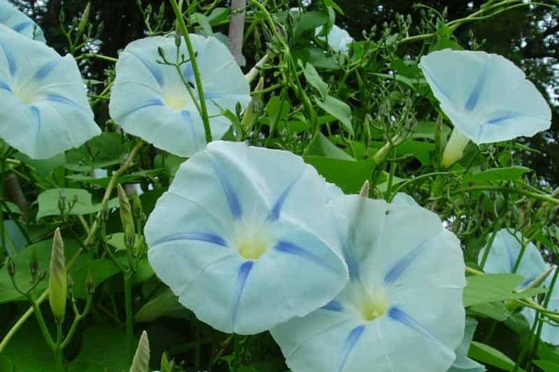 blue morning glory flowers blooming among green foliage