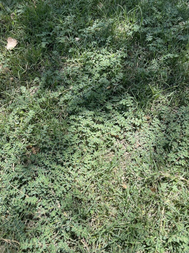 What is this weed taking over my Bermuda lawn?