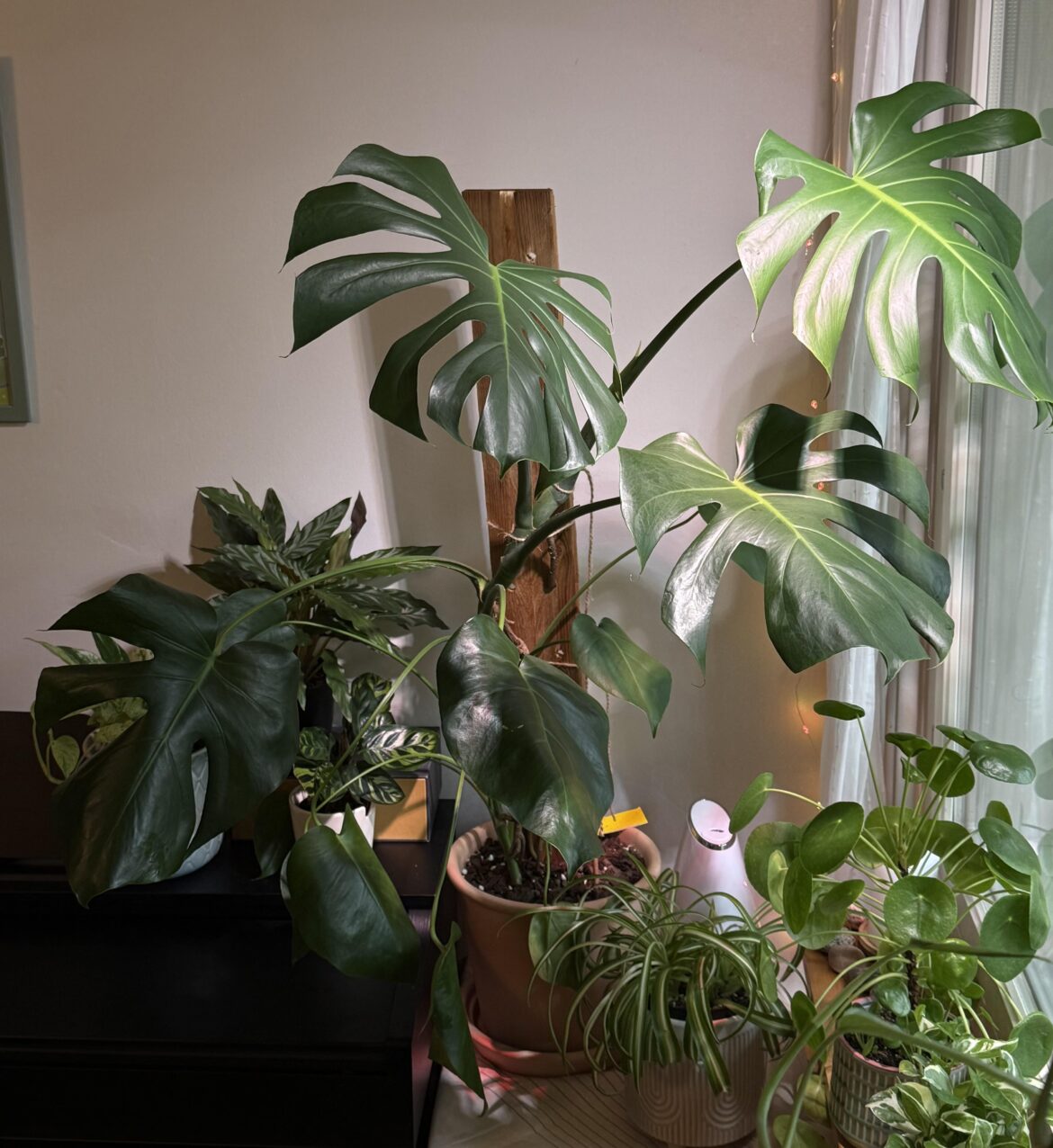 I’m moving to another city and I have no idea how to take my monstera with me