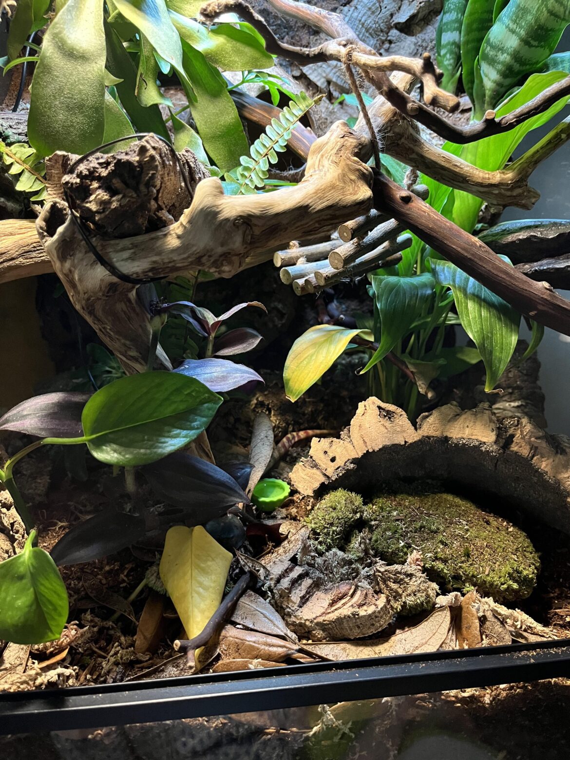 Over or under watering?