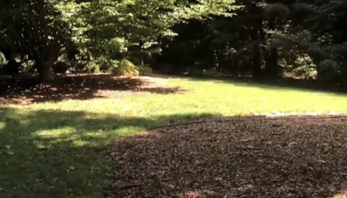 Expert warns gardeners of unbelievably common landscaping mistake: ‘I’m fixing mine’ "I didn't know this."