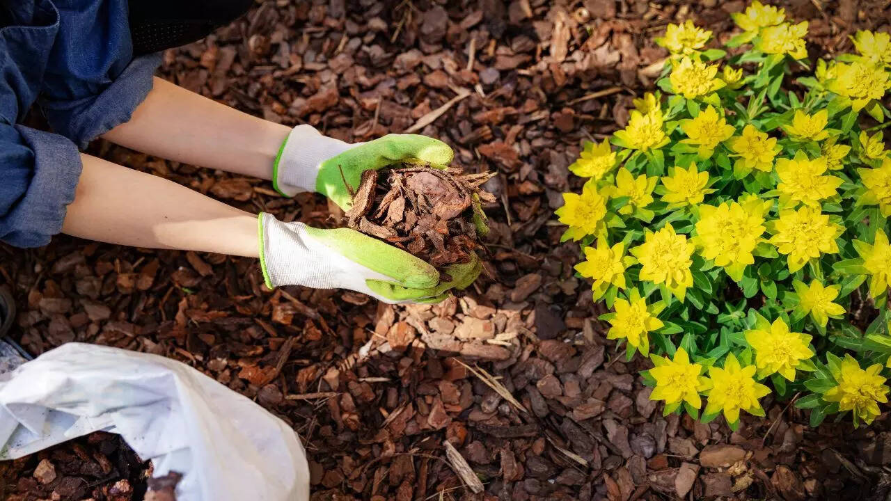 Mulch your beds before heavy rains