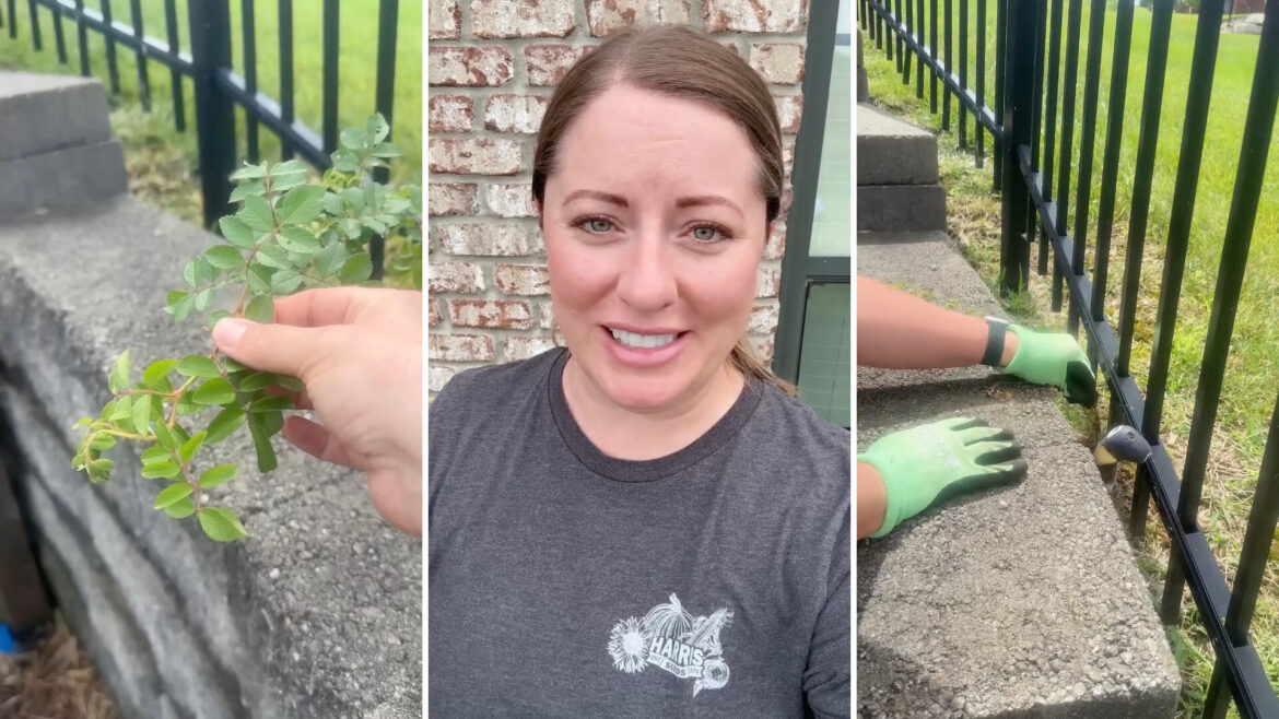 ‘If I didn’t know any better, I might think ‘Awesome” "It can grow really quickly."