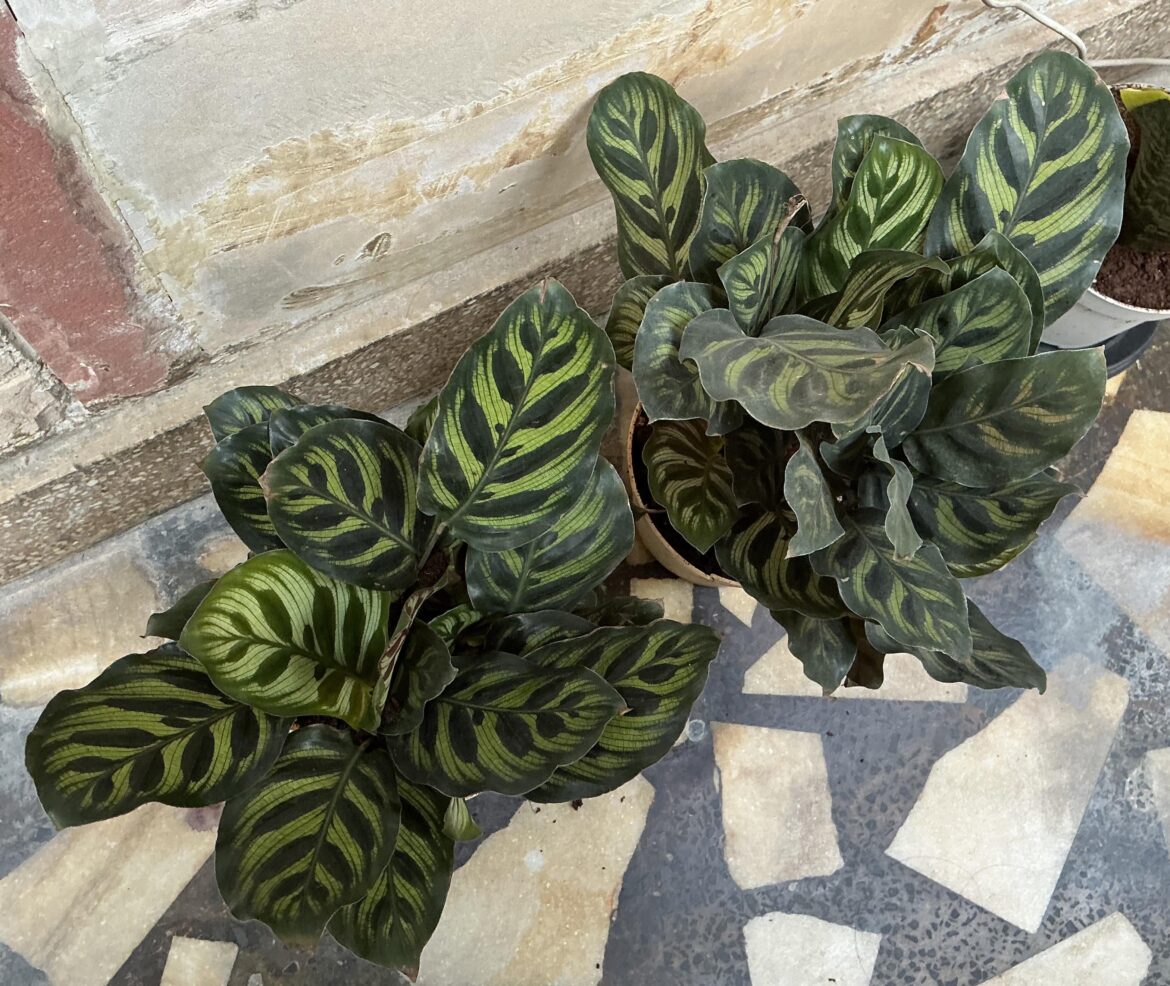 Can I plant these two in one 10-inch pot? Can I plant these two in one 10-inch pot?